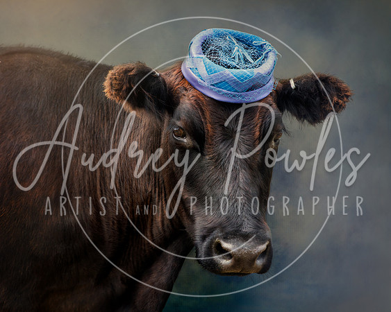 Cows in Hats Series - Tater