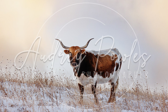 Longhorn 1