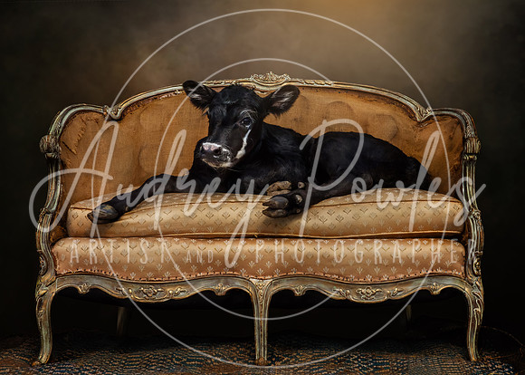 Portrait of Verbena
