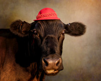 Cows in Hats Series - Ted in Red