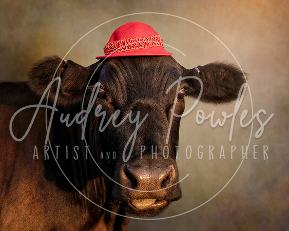 Cows in Hats Series - Ted in Red