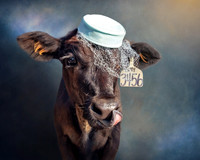 Cows in Hats Series - Baby in Blue