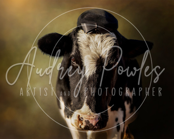 Cows in Hats Series - Mae