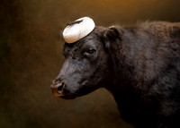 Cows in Hats Series - Shortie