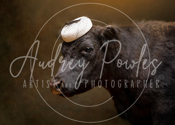 Cows in Hats Series - Shortie