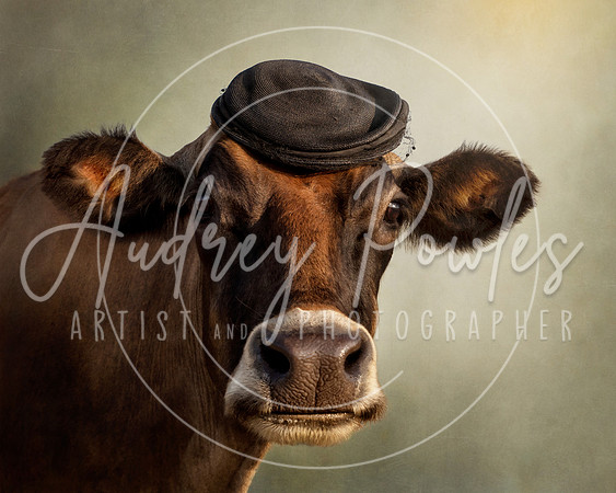 Cows in Hats Series - Ellie Mae