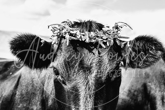 A Cow in Bloom