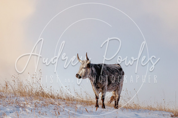 Blue Roan Longhorn