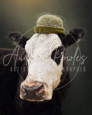 Cows in Hats Series - Lucy