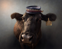 Cows in Hats Series - Teddie