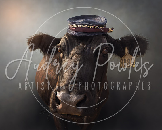 Cows in Hats Series - Teddie